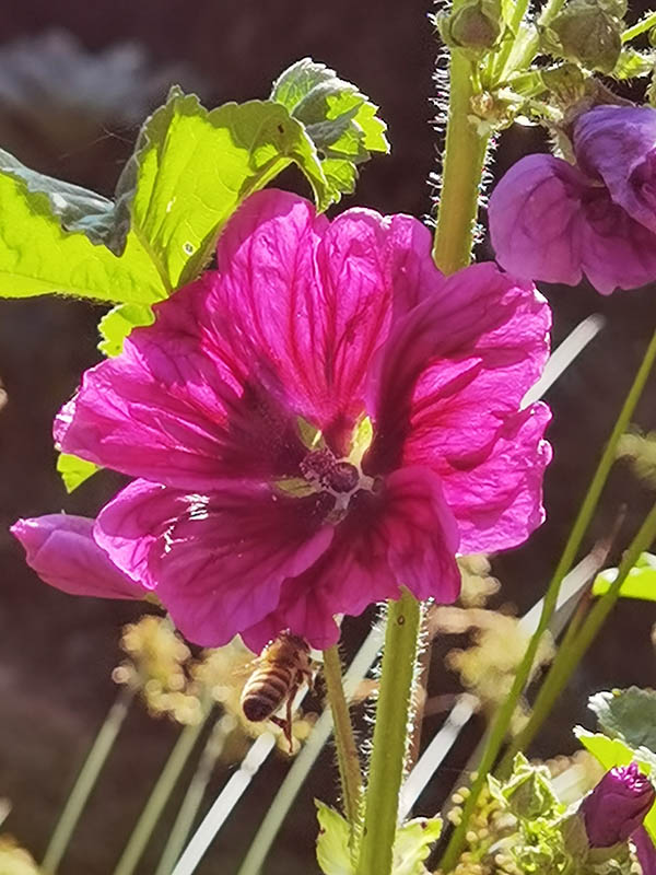 Malva sylvestris ssp mauritiana photo